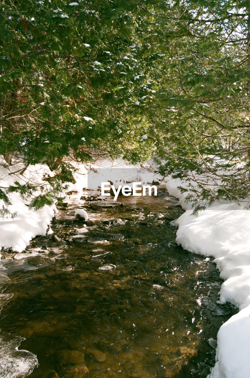 STREAM FLOWING IN FOREST