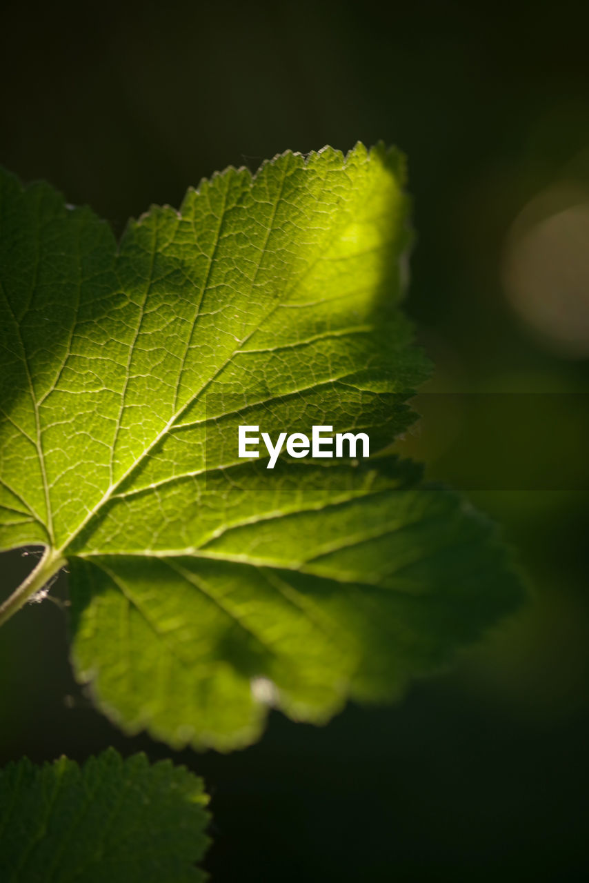 CLOSE-UP OF GREEN LEAF