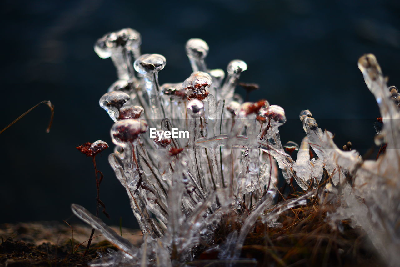 Close-up of plant covered in ice