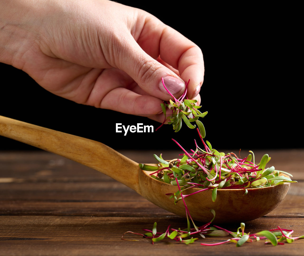 Fresh beet sprouts in a wooden spoon on the table and a female hand. microgreen for salad, detox