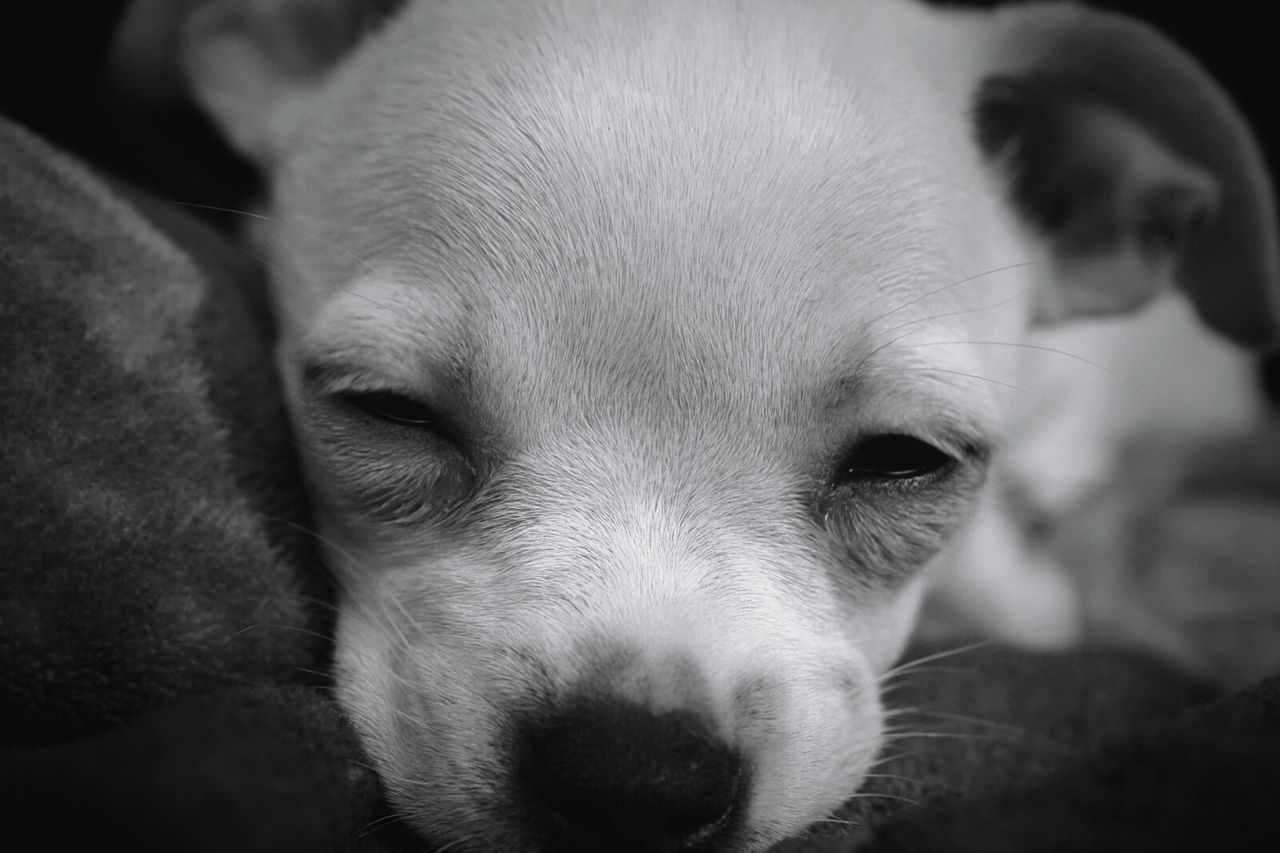 Close-up of sleepy puppy
