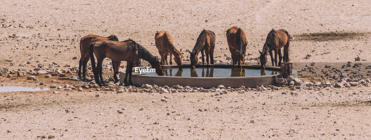 Horses drinking water on land 