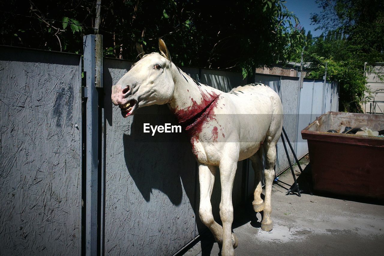 Sculpture of horse by wall