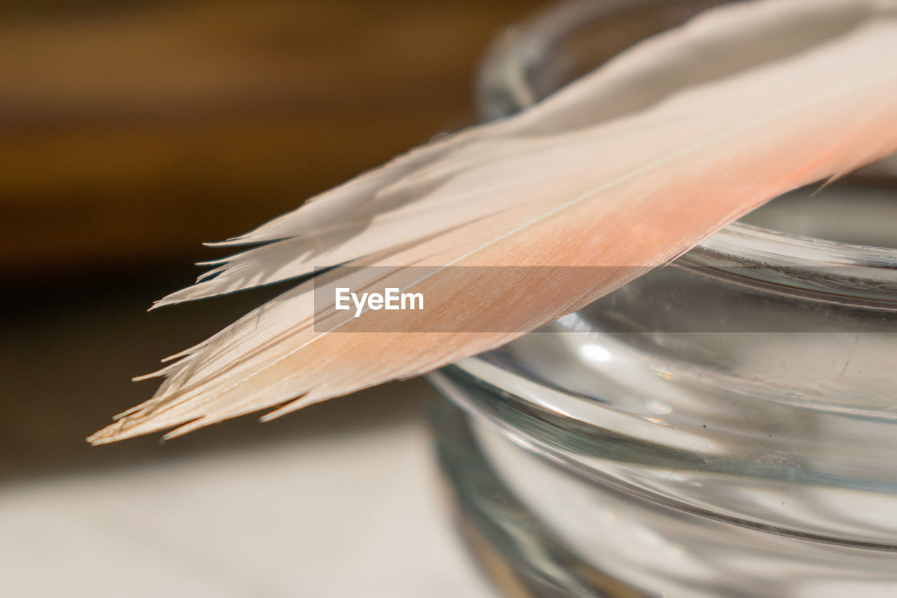 Detail of a flamingo feather