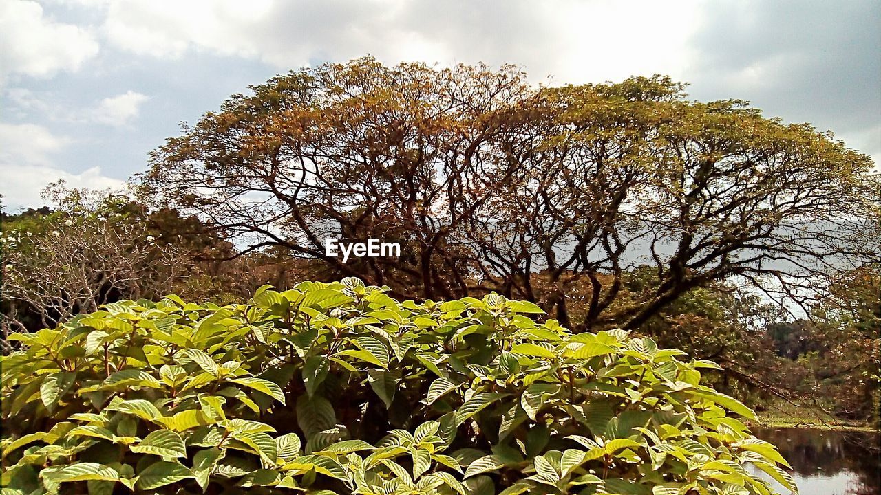 LOW ANGLE VIEW OF TREES AGAINST SKY