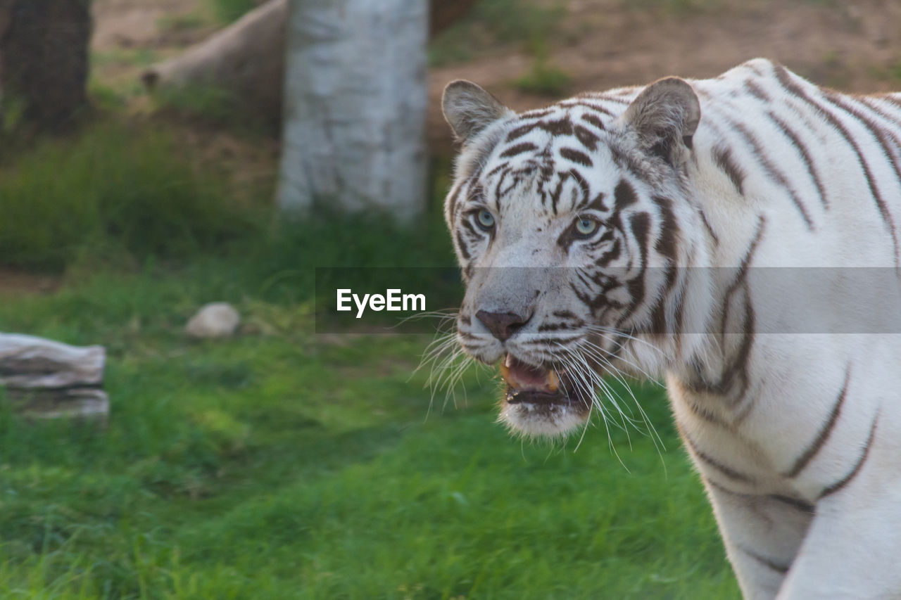 VIEW OF A TIGER