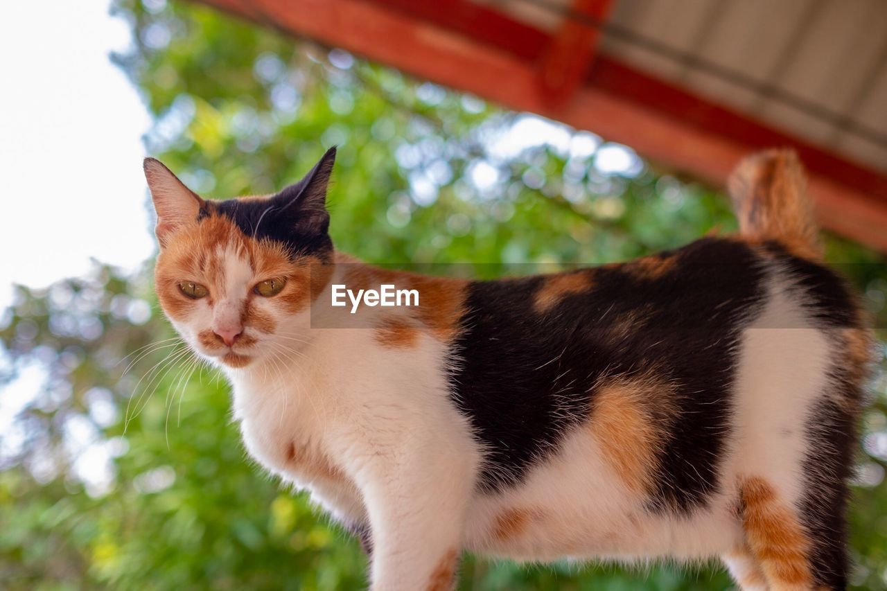 CLOSE-UP PORTRAIT OF A CAT