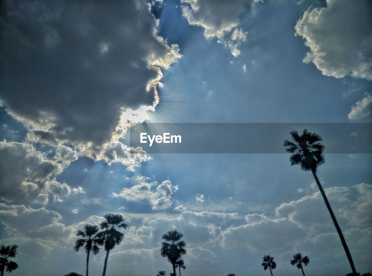 LOW ANGLE VIEW OF PALM TREES AGAINST SKY