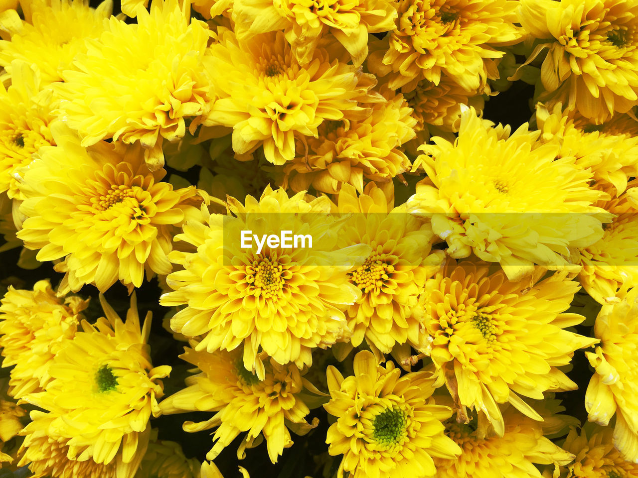 FULL FRAME SHOT OF YELLOW FLOWERING PLANTS