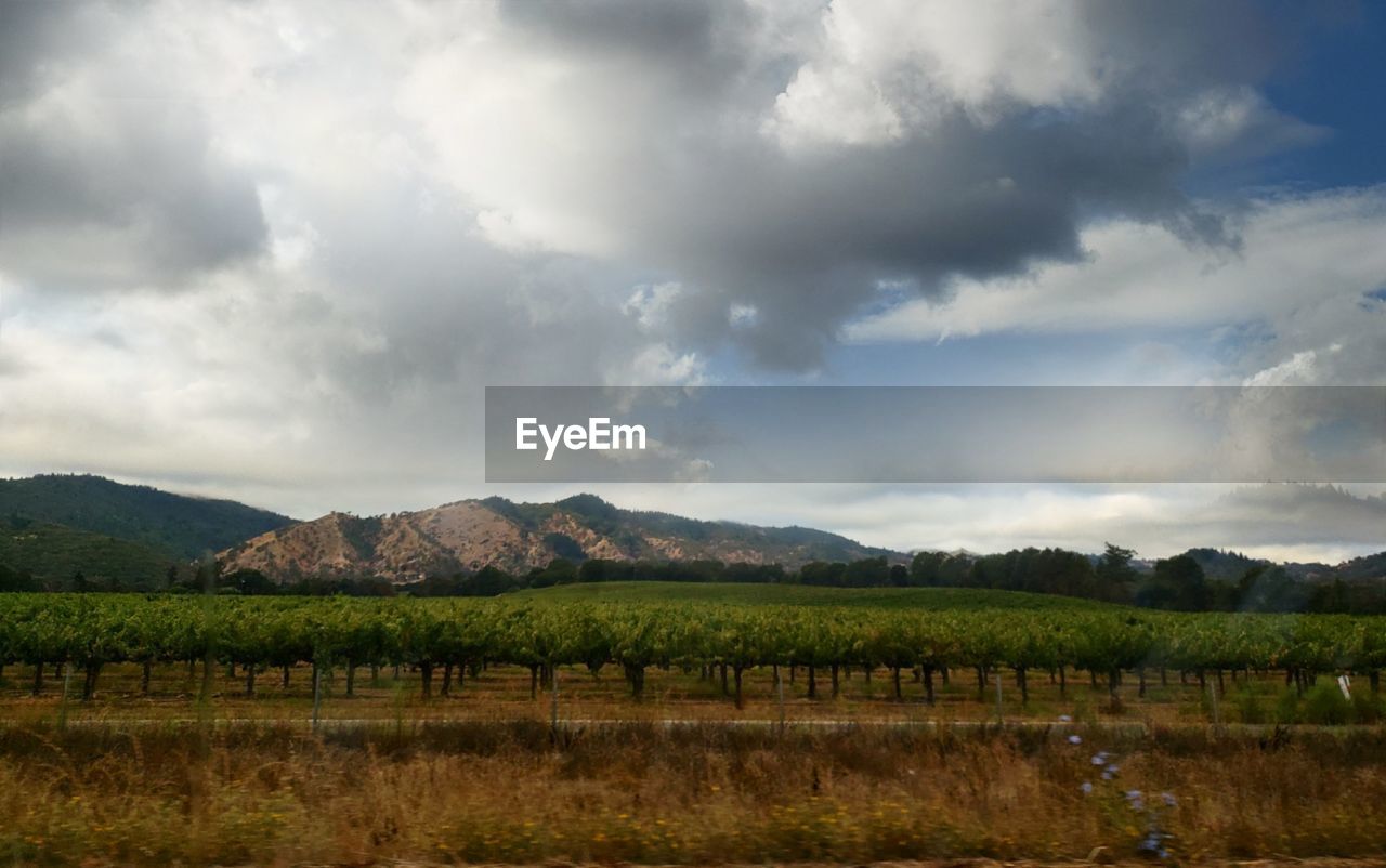 Northern california's  wine country 
