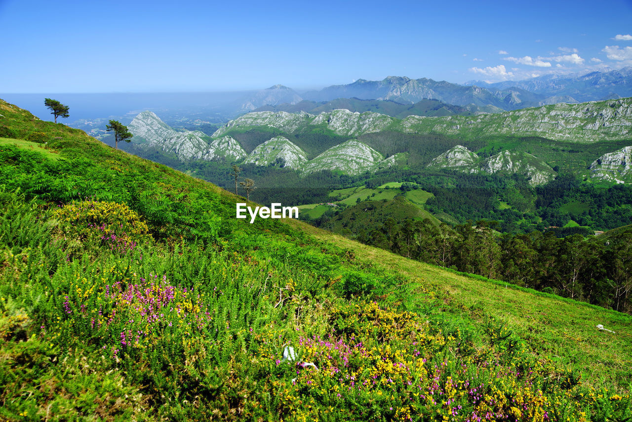 SCENIC VIEW OF GRASSY LANDSCAPE AGAINST SKY