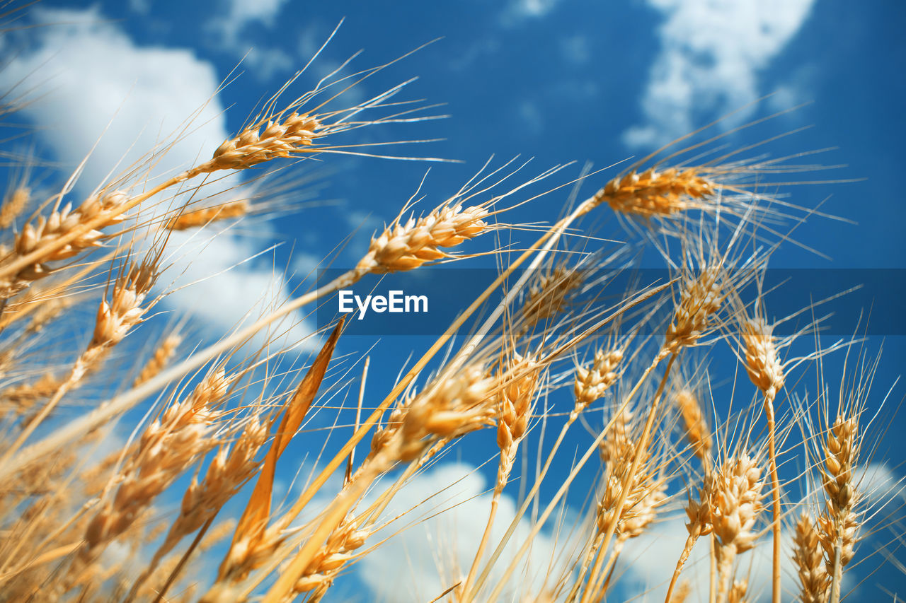 Close-up of wheat growing on field against sky