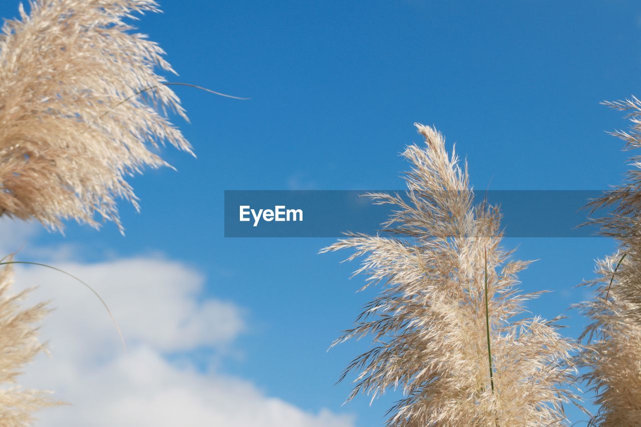 sky, grass, plant, nature, tree, blue, growth, sunlight, branch, frost, field, no people, low angle view, beauty in nature, winter, cloud, day, wind, flower, outdoors, tranquility, cereal plant, agriculture, close-up, crop, wheat, rural scene, clear sky, barley, sunny