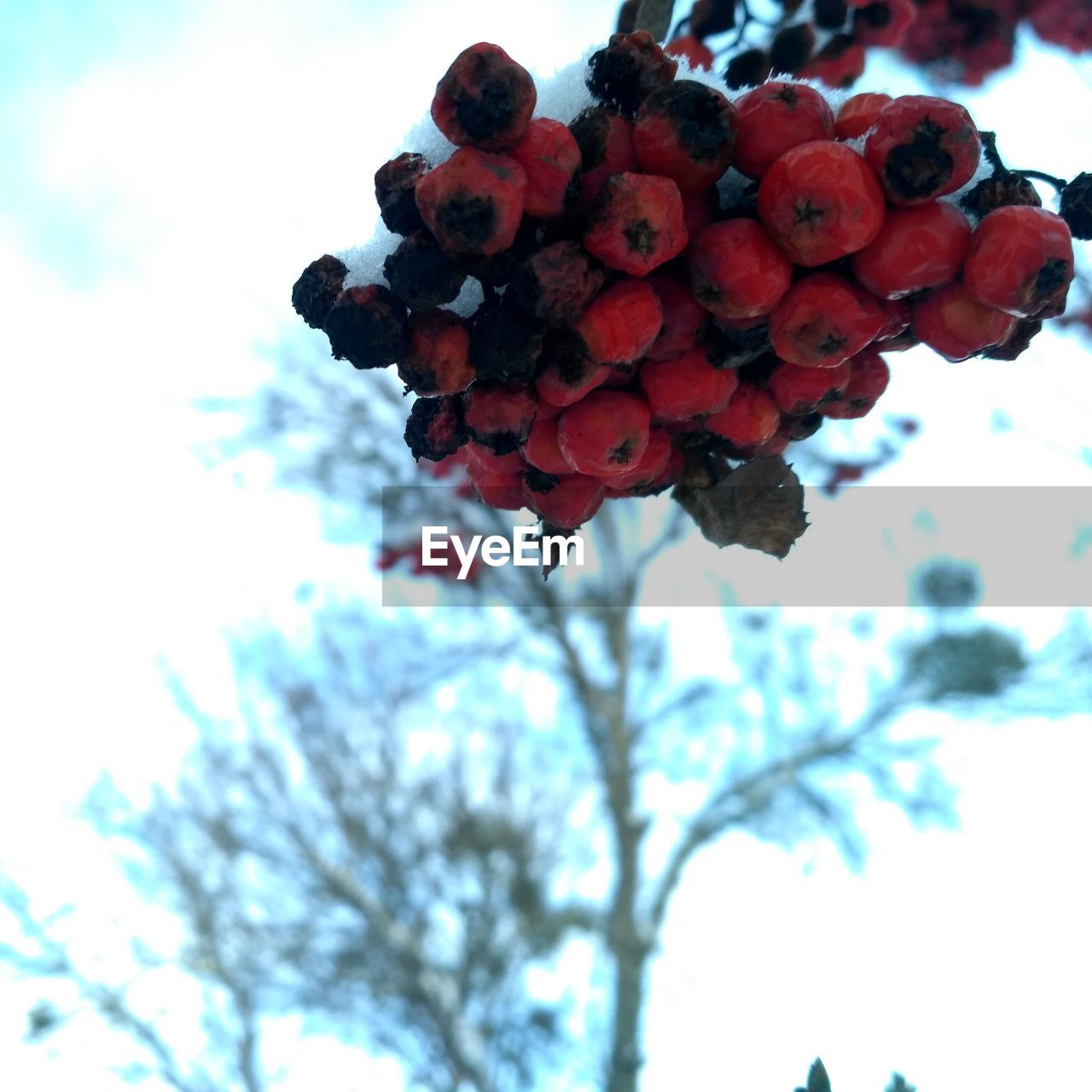 LOW ANGLE VIEW OF FRUITS ON TREE