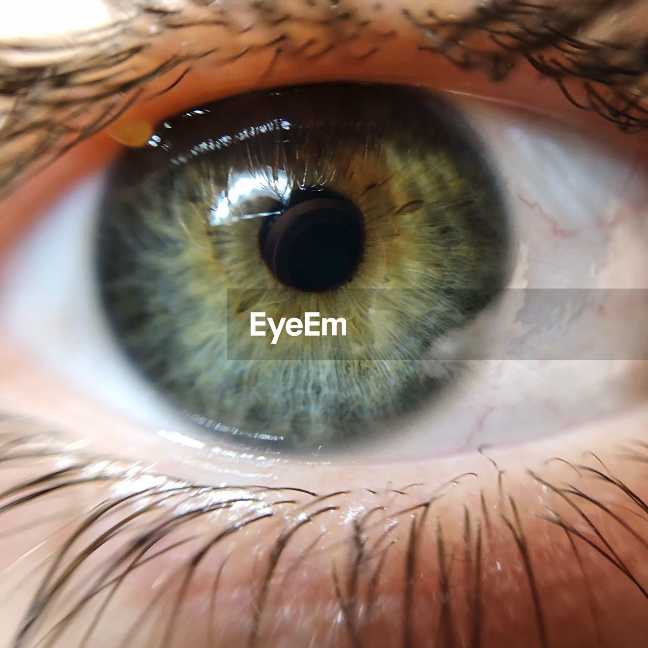 Close-up of human eye