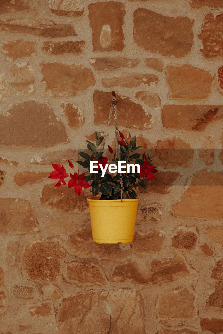 POTTED PLANT ON WALL