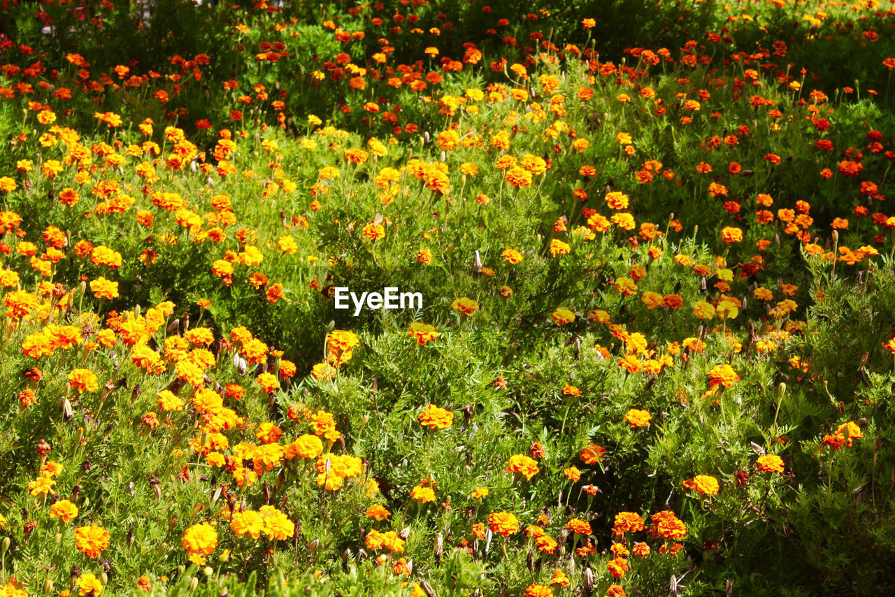 CLOSE-UP OF YELLOW FLOWERING PLANTS