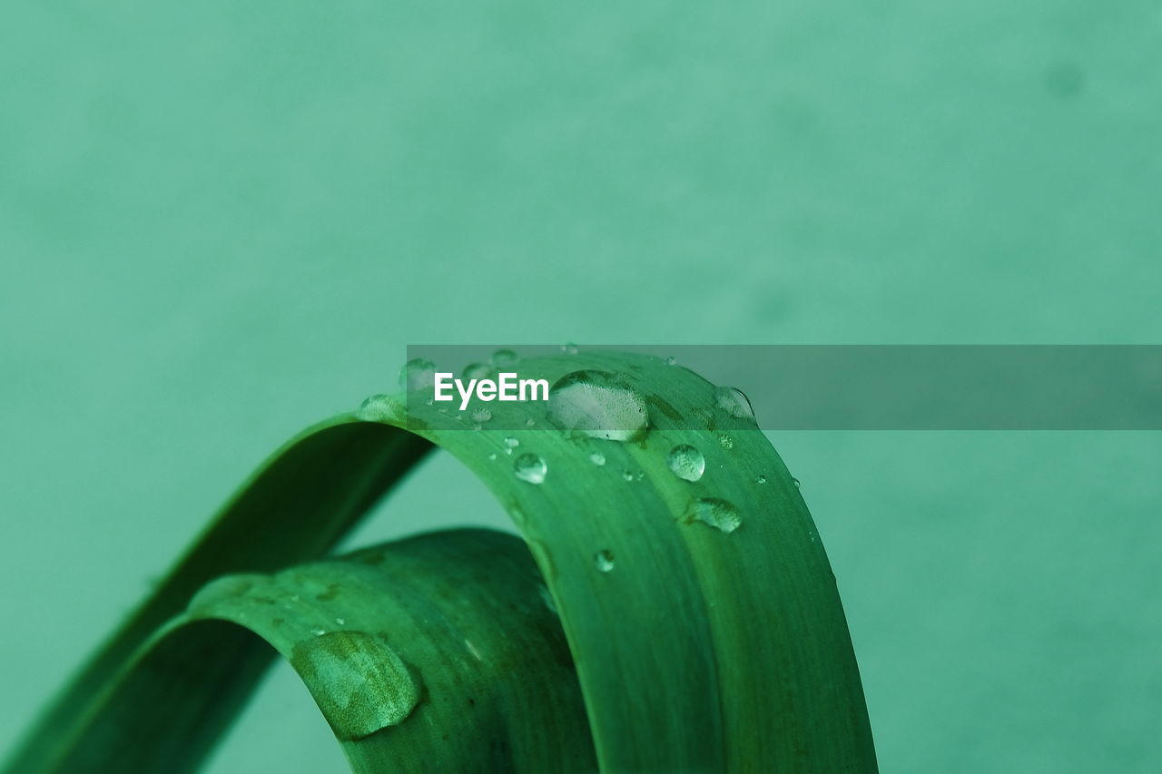 CLOSE-UP OF WATER DROPS ON GREEN LEAF