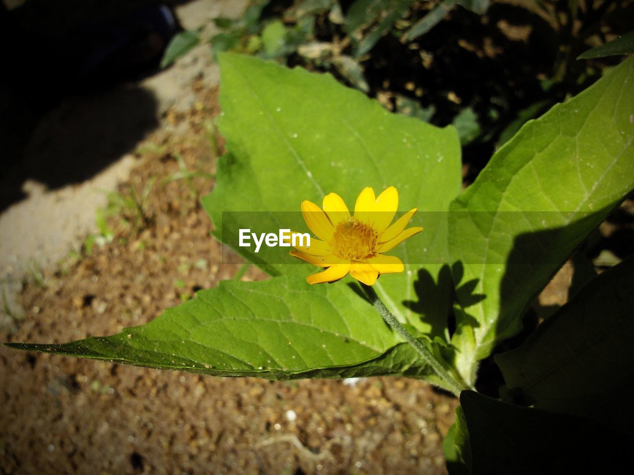 CLOSE-UP OF YELLOW FLOWERS BLOOMING