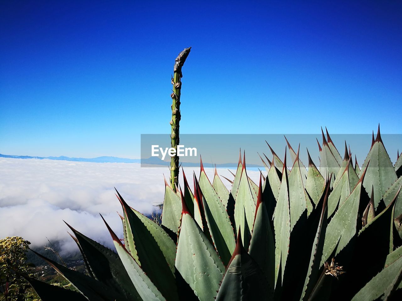 CLOSE-UP OF CACTUS PLANT AGAINST CLEAR BLUE SKY