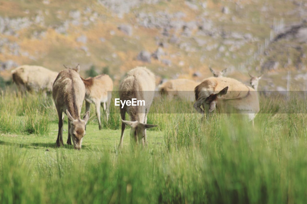 HERD OF SHEEP ON FIELD