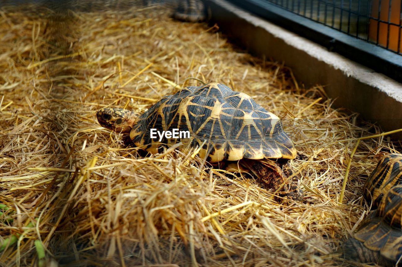 Tortoise on straw in cage