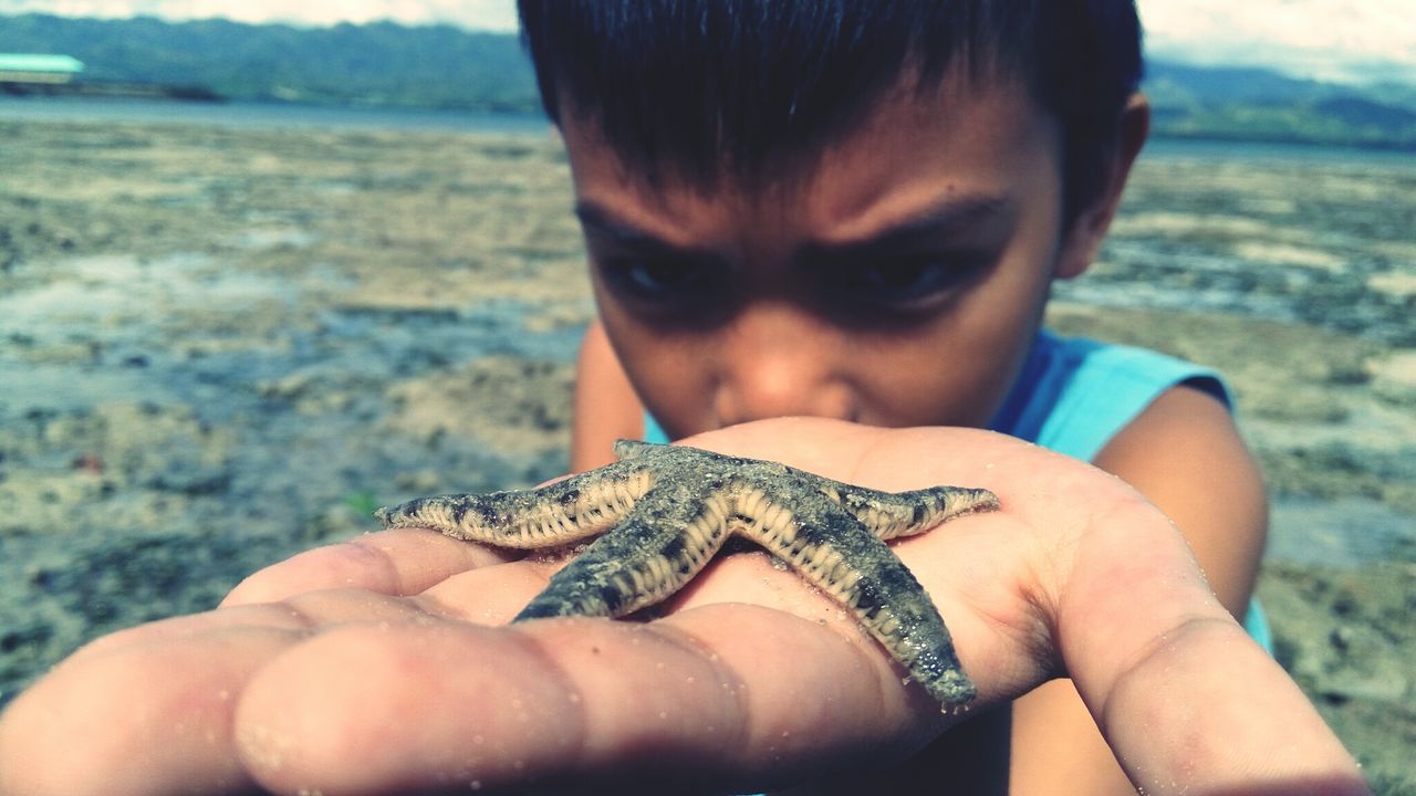 Close-up of boy holding starfish