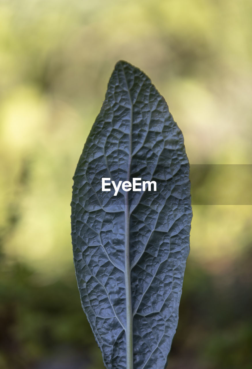 Close-up of leaf on field