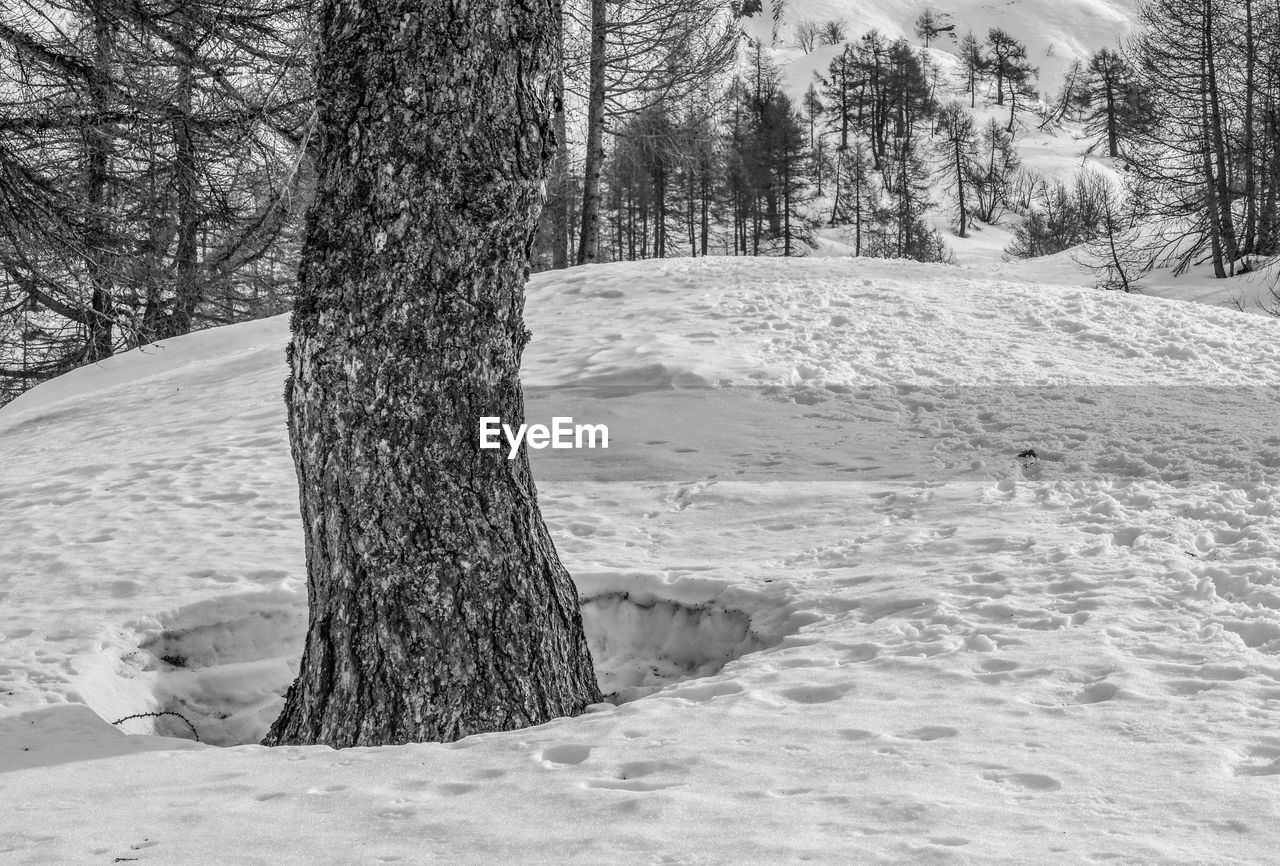 TREES ON SNOW COVERED LANDSCAPE