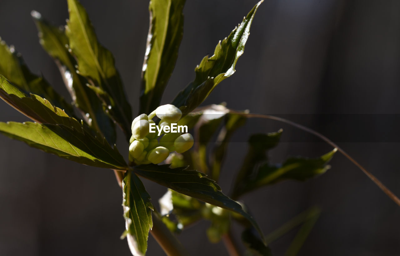 CLOSE-UP OF FLOWERING PLANT ON LEAF