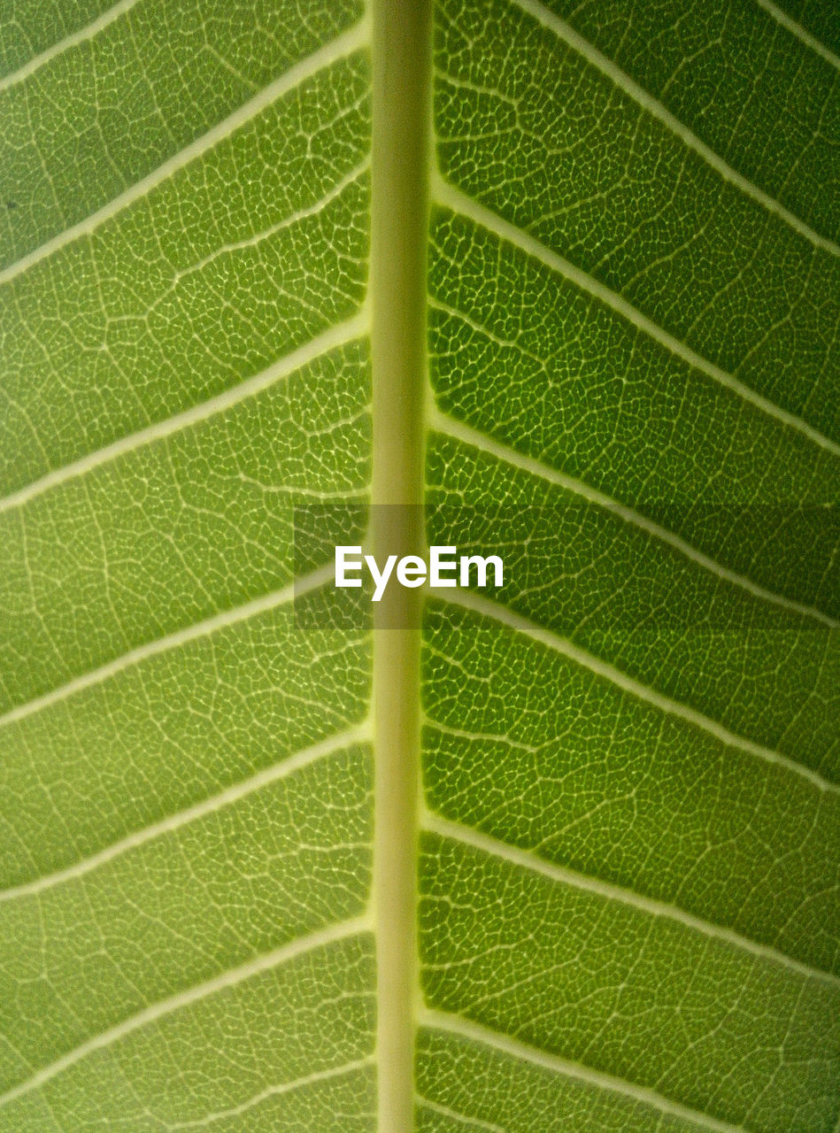 Full frame shot of green leaf