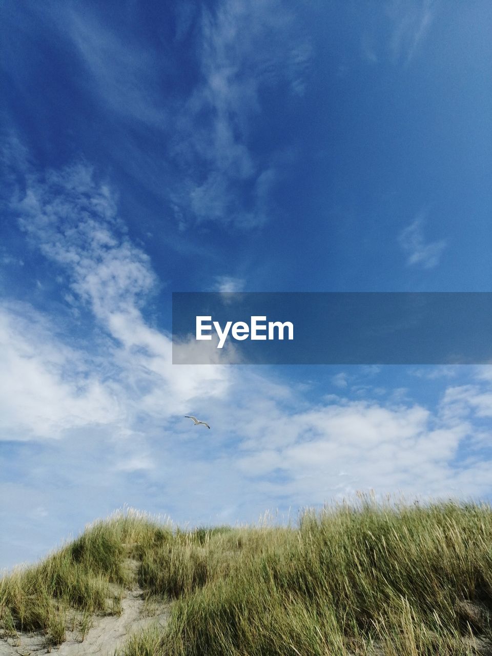 Low angle view of field against sky