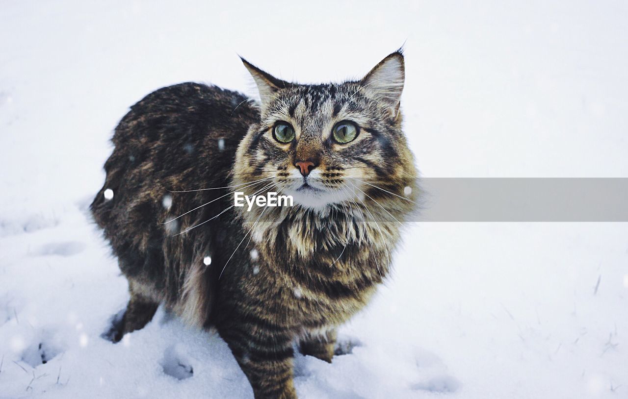 Close-up of a cat on snow