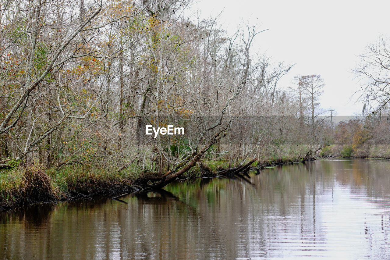 SCENIC VIEW OF LAKE IN FOREST