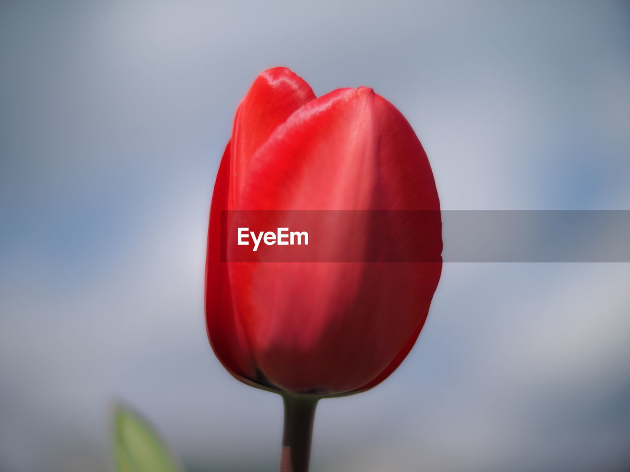 Close-up of red tulip