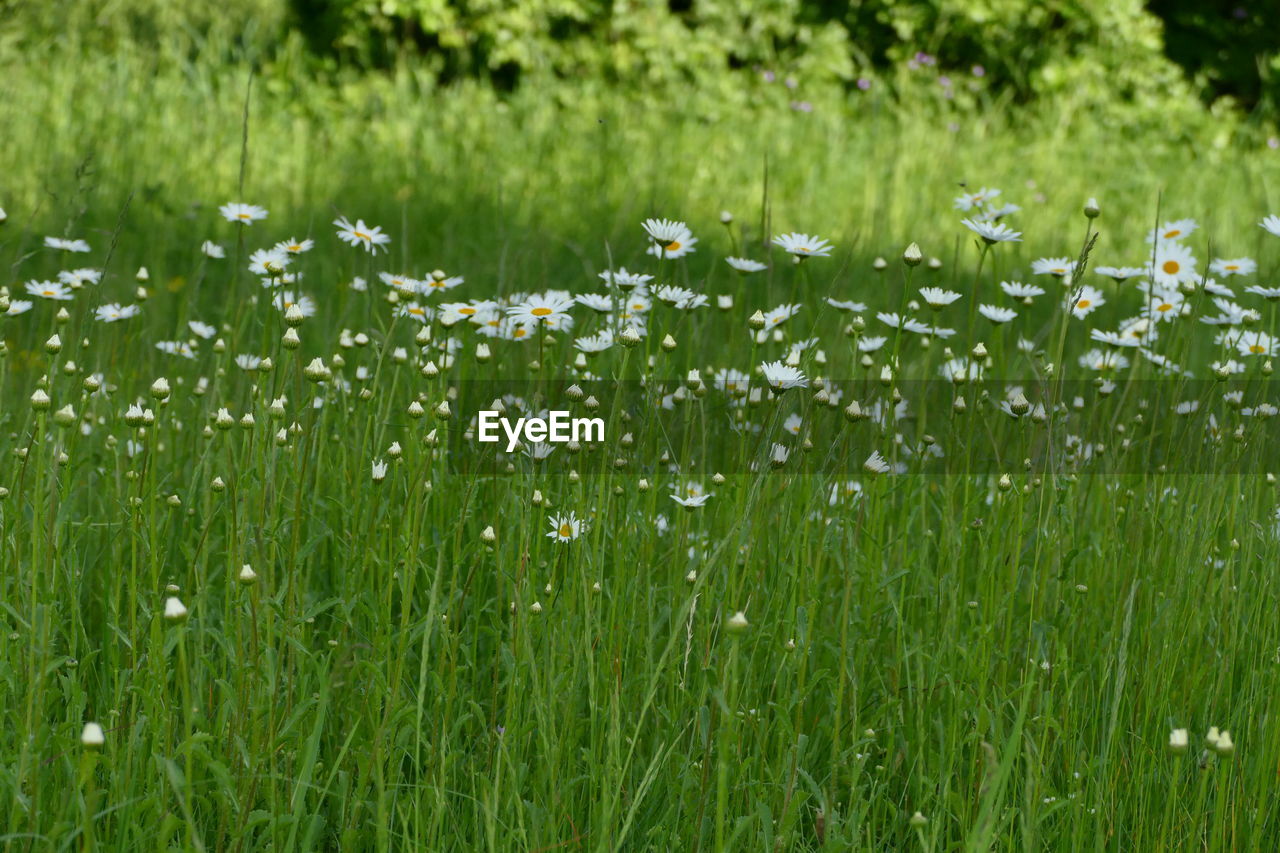 CLOSE-UP OF WET GRASS ON FIELD