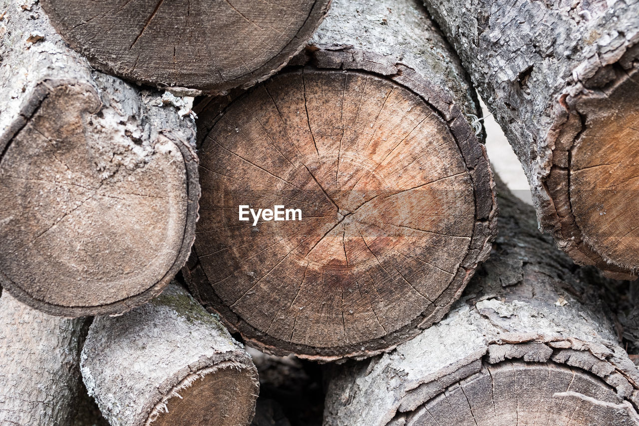 FULL FRAME SHOT OF TREE TRUNK