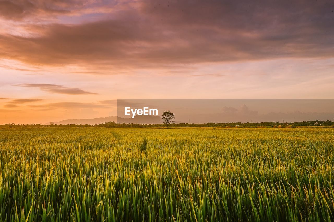 SCENIC VIEW OF AGRICULTURAL FIELD AGAINST SKY AT SUNSET