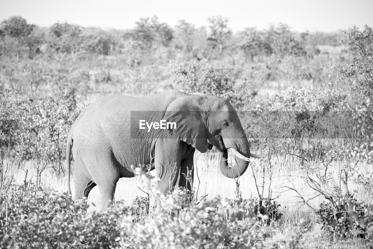 SIDE VIEW OF ELEPHANT STANDING BY FIELD