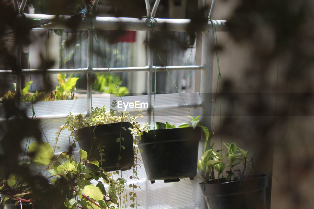 Potted plants in greenhouse