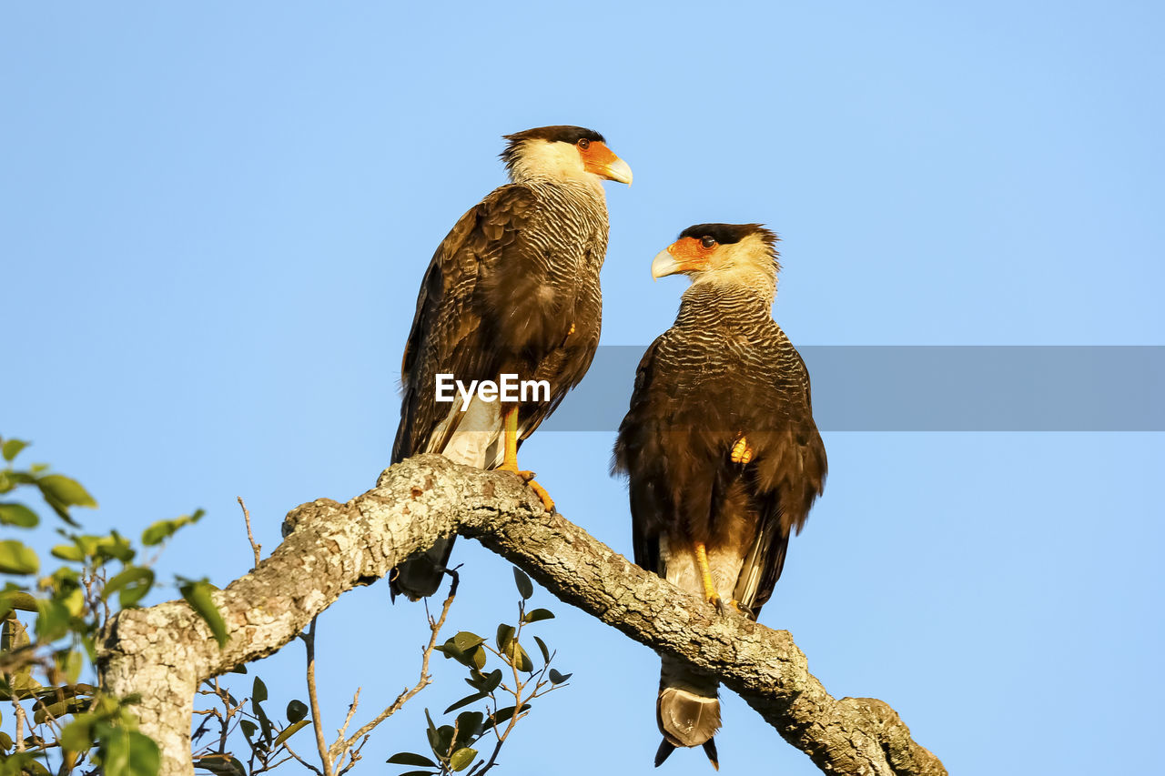 low angle view of bird perching on branch