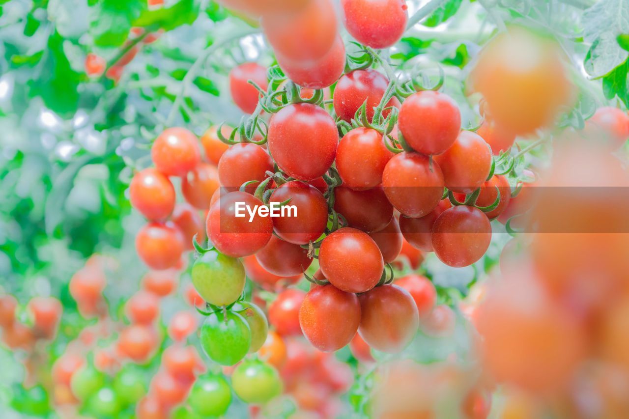 Close-up of  tomatoes