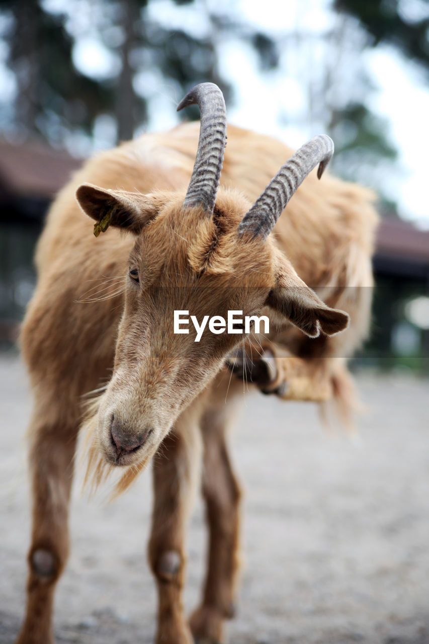 Close-up of goat standing on field