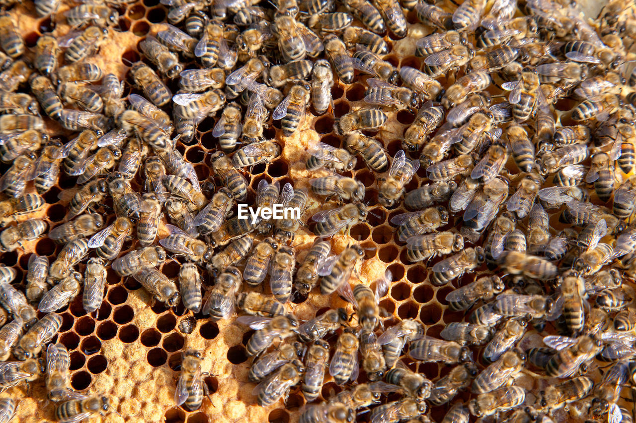 CLOSE-UP OF BEE ON THE FLOOR