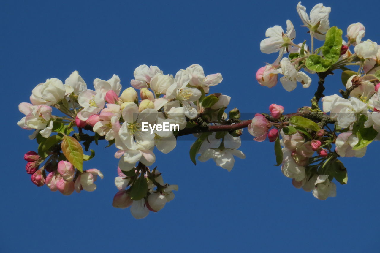 Low angle view of cherry blossom against blue sky