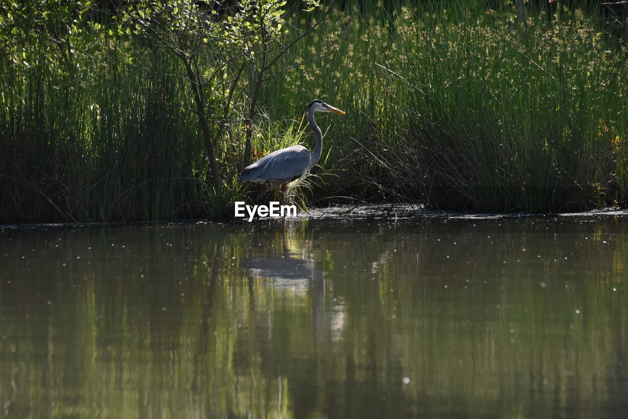 VIEW OF GRAY HERON IN LAKE