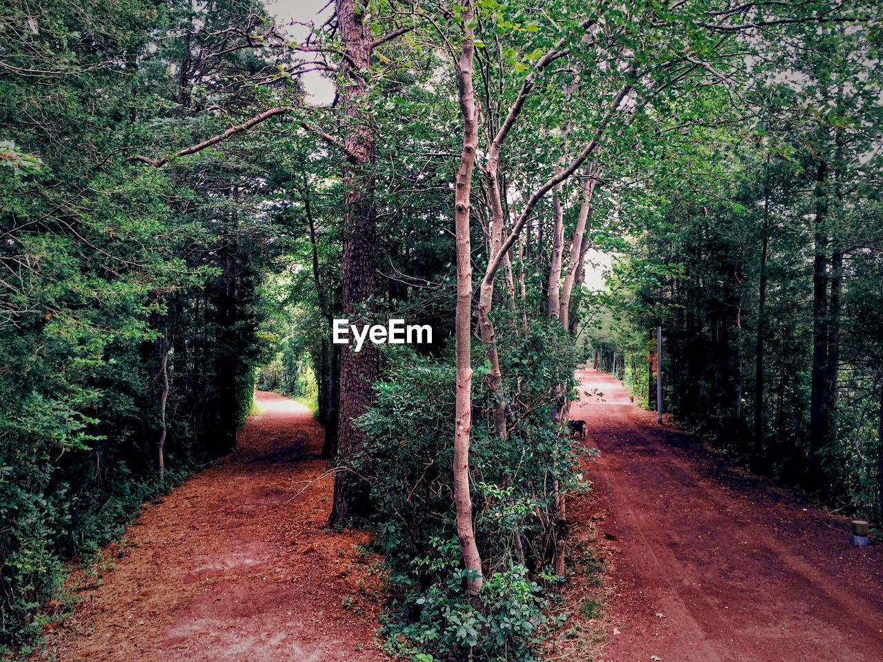 Dirt road passing through forest