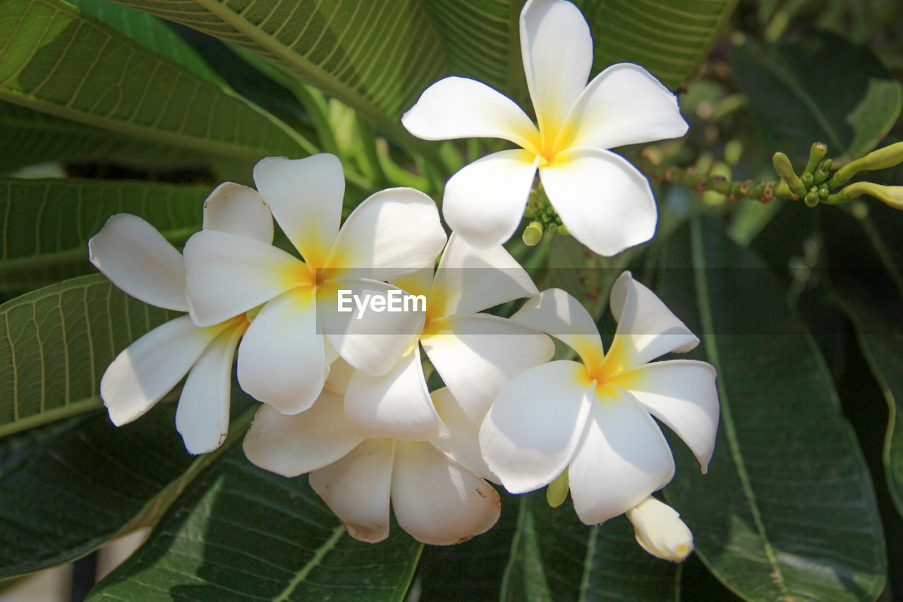 Close-up of white frangipani flowers blooming at park