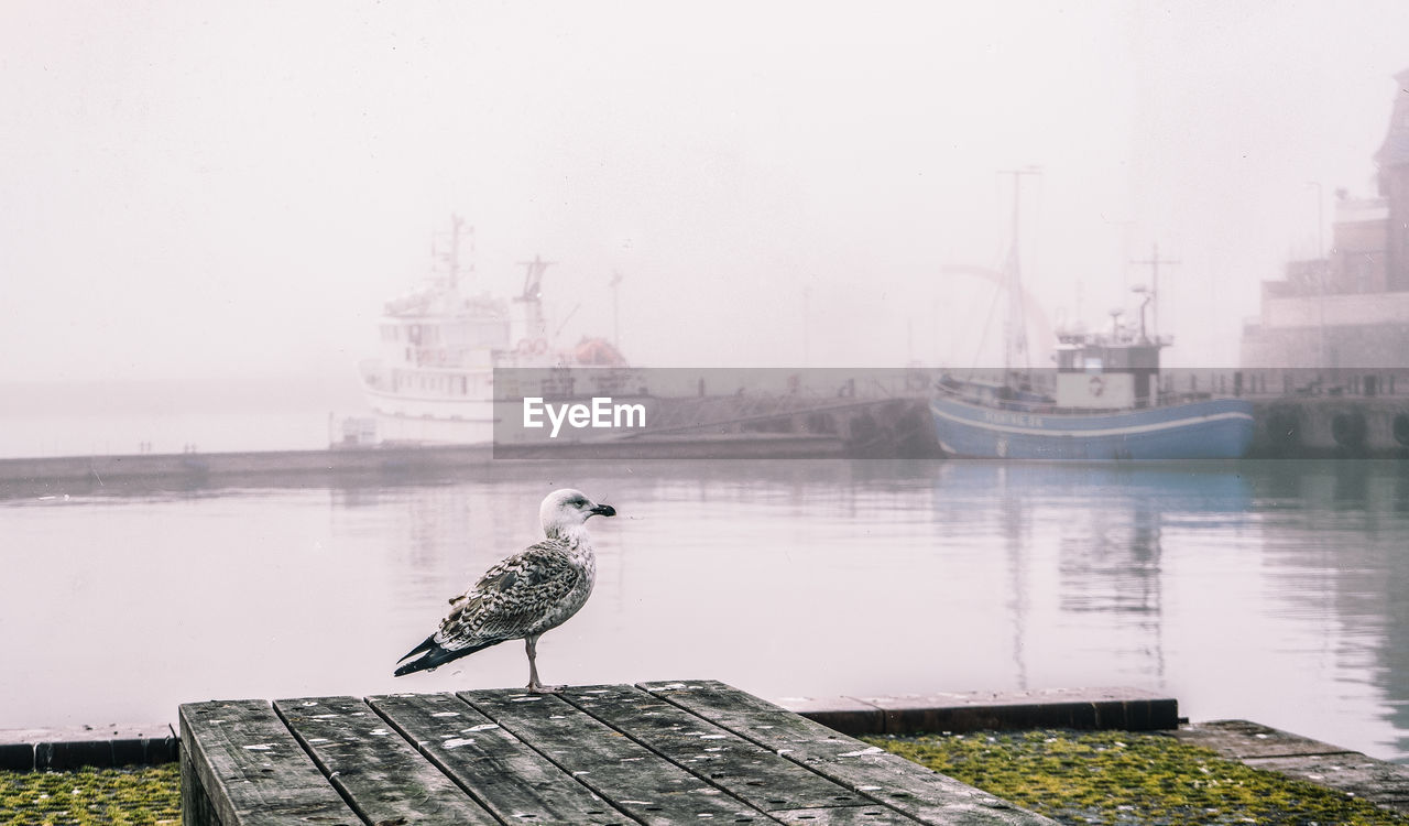 SEAGULL PERCHING ON PIER AT HARBOR AGAINST SKY