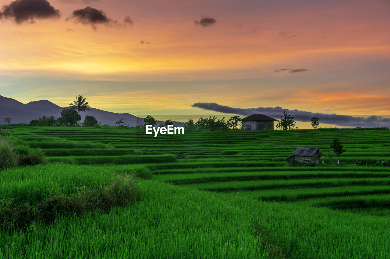 Beautiful sunny morning panorama in the green rice fields under the indonesian mountains